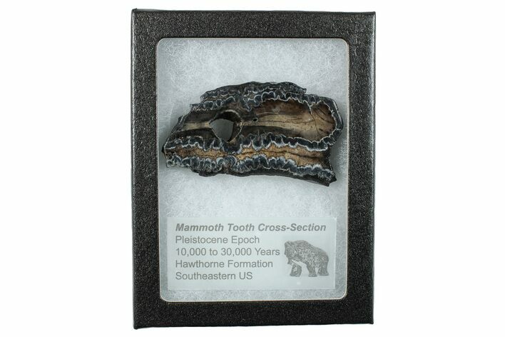 Mammoth Molar Slice with Case - South Carolina #266392